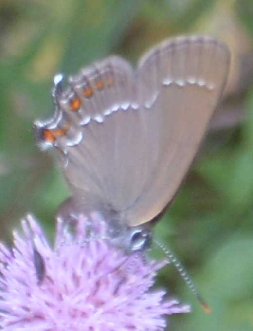 farfalle da identificare